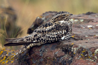 CNNH00032-Common-Nighthawk
