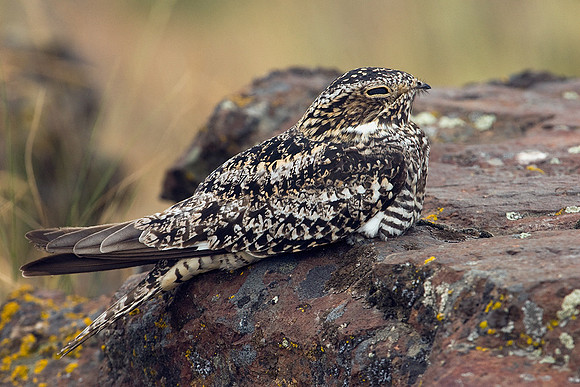 CNNH00032-Common-Nighthawk