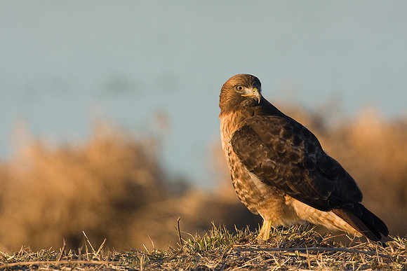 RTHK00487-Red-tail-Hawk