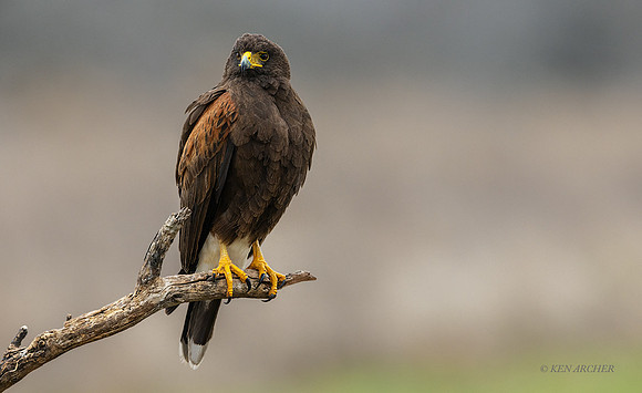 TXHH00019 - Harris's Hawk