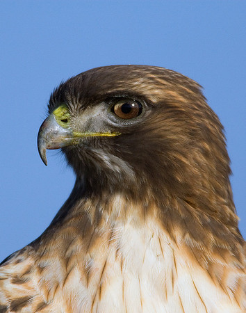 RTHK00005-Red-tail-Hawk