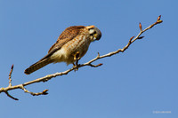 KL00227 Kestrel Hawk