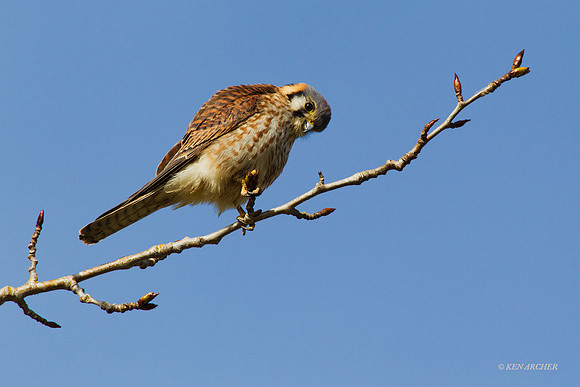 KL00227 Kestrel Hawk