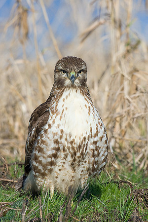 RTHK00243-Red-tail-Hawk