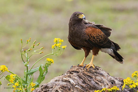 TXHH00152 - Harris's Hawk