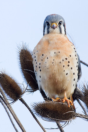 KL00084-American-Kestrel-Hawk