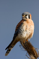 KL00057-American-Kestrel-Hawk