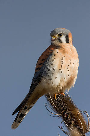 KL00057-American-Kestrel-Hawk
