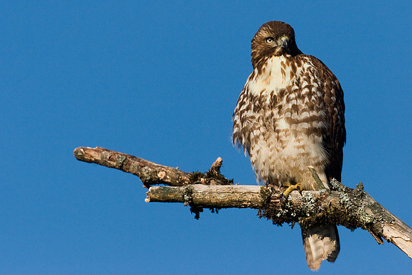 RTHK00125-Red-tail-Hawk