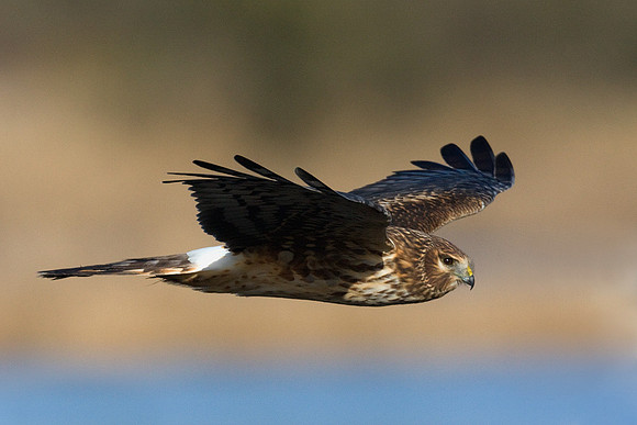 Northern Harrier - NHR00180