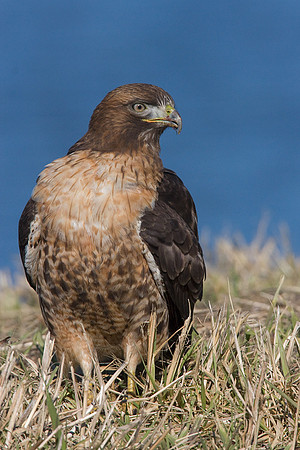 RTHK00401-Red-tail-Hawk
