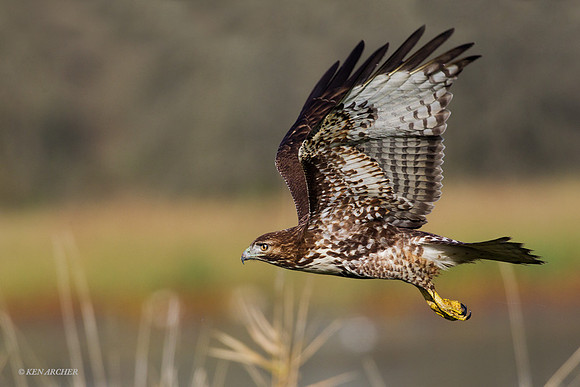 RTHK00911 Red-tail Hawk
