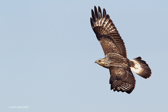 Rough-legged Hawk - RLHK00281