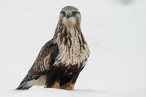 RLHK00122-Rough-legged-Hawk