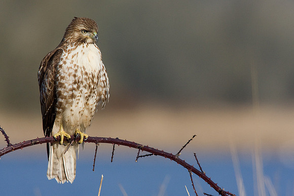 RTHK00214-Red-tail-Hawk
