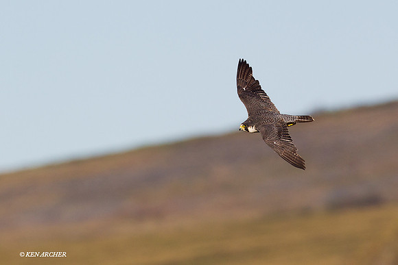 NMPF00071 Peregrin Falcon