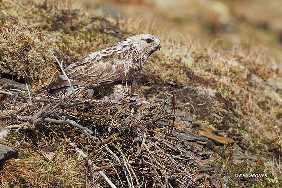 NMRH00004 - Rough-legged Hawk