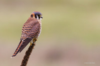 KL00206 Kestrel Hawk