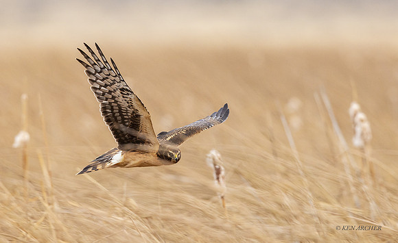 NHR01128 - Northern Harrier