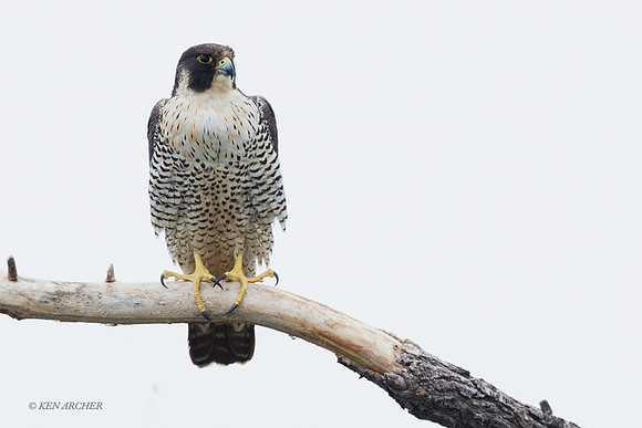 PF00566 - Peregrine Falcon