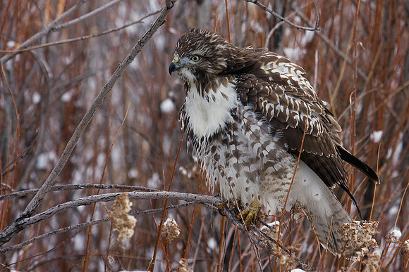 RTHK00587-Red-tail-Hawk