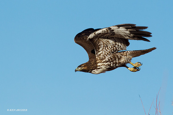 RTHK00809 Red-tail Hawk