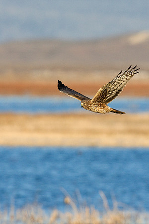 NHR00259-Northern-Harrier