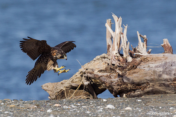 PF00191 Peregrine Falcon