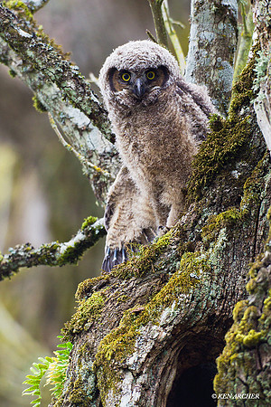 GHO00501 Great-horned Owl