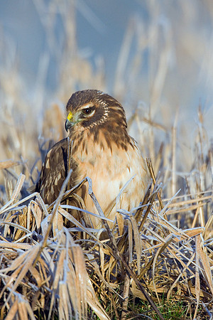 NHR00206-Northern-Harrier