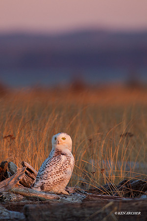 SO01448 Snowy Owl