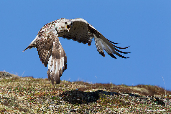 Rough-legged Hawk - NMRH00095
