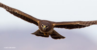NHR00366 Northern Harrier