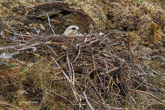 NMRH00032 - Rough-legged Hawk