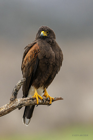 TXHH00019v - Harris's Hawk