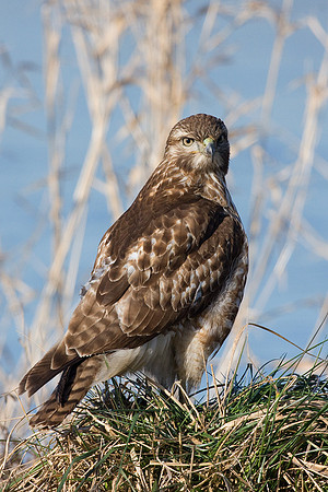 RTHK00330-Red-tail-Hawk