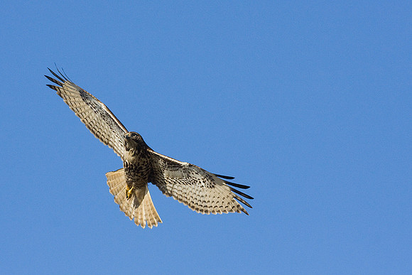 RTHK00529-Red-tail-Hawk