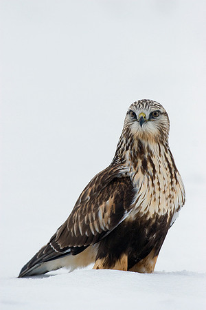 RLHK00003-Rough-legged-Hawk