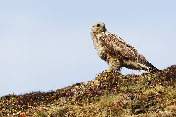 NMRH00048 Rough-legged Hawk