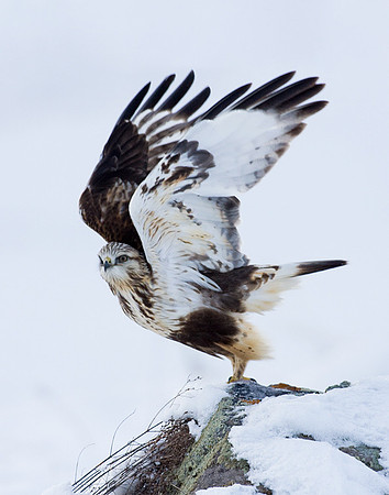 Rough-legged Hawk - RLHK00007