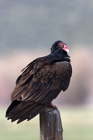 Turkey Vulture - TVLT00016