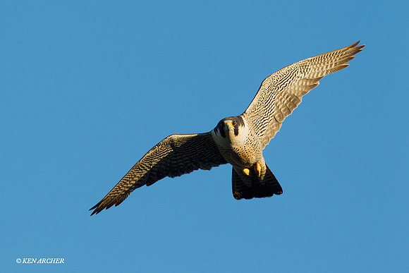 NMPF00225 Peregrin Falcon