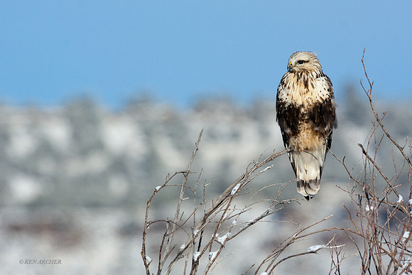 RLHK00171 Rough-legged Hawk