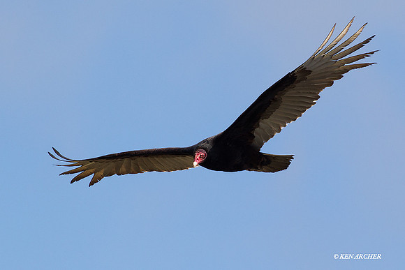 TVLT00049 Turkey Vulture