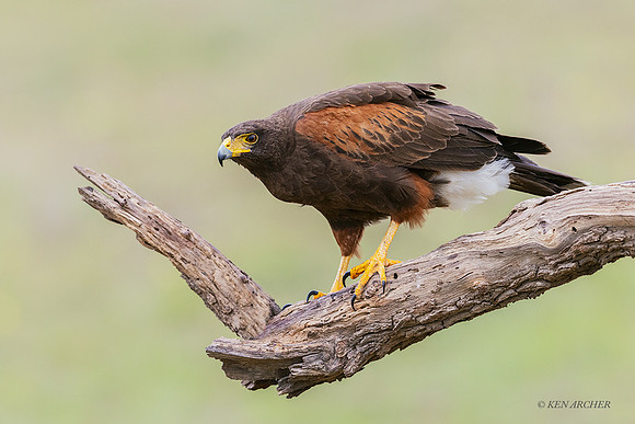 TXHH00104 - Harris Hawk