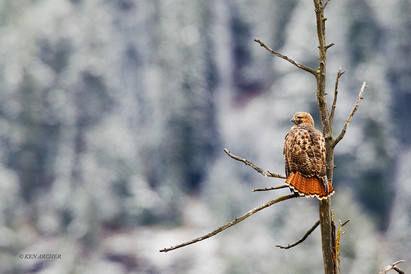 RTHK00742 Red-tail Hawk