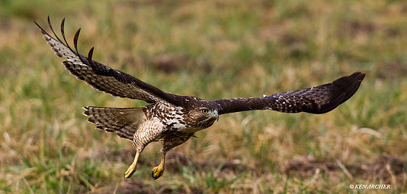 Red-tail Hawk - RTHK00680