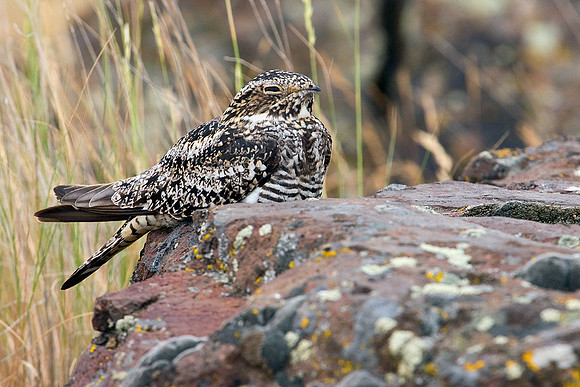CNNH00025-Common-Nighthawk