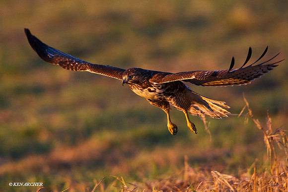 RTHK00725 Red-tail Hawk