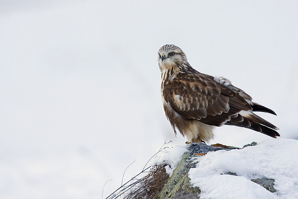 RLHK00114-Rough-legged-Hawk